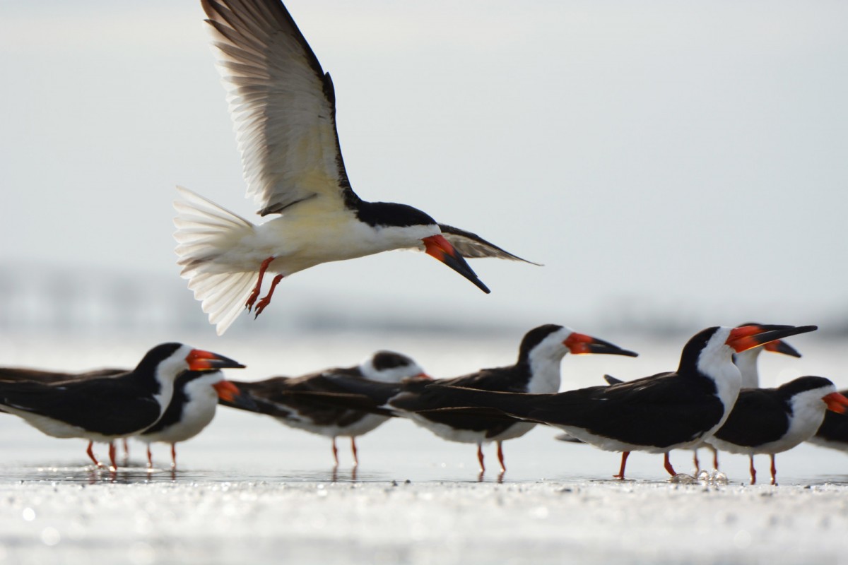 birds landing on the beach
